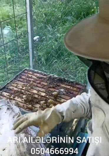 Satılır, sağlam və məhsuldar karnika sortlu arı ailələri. Yeni ana