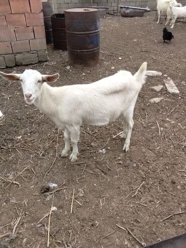 Inəklər, öküzlər: Keçilər dəsti satılır – ümumi 6 baş • 1 baş hələpnən × sanen dönməsi — 3