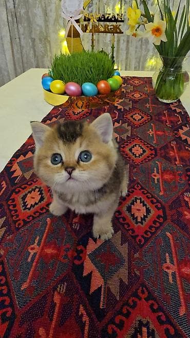 Quşlar: Şotland yastı qulaq — 4