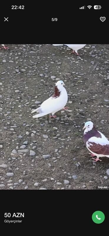 Heyvanlar üçün mallar: Hazır cütdüler boynu gülüler cidi alıcıya endirim olunacaq — 3