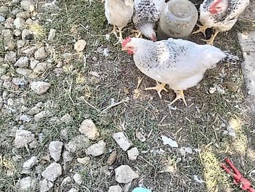 quşlar: Çolpa satılır 8 m 
diri çəkisi 1.4kg təmizlənmiş halda isə 9m — 3