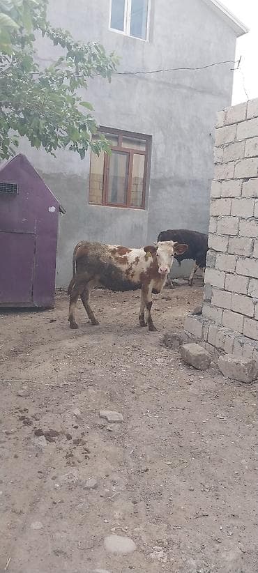 Рогатый скот: Mal-qara: 2 baş dana - Növü: Yerli cinsli (Simmental tipli rəng — 1