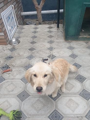 it ucun paltar: Retriever, 6 ay, Erkek — 1