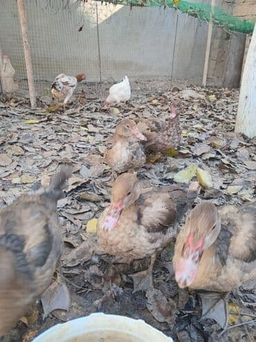 dovşan satışı: Erkək, | Lal ördək, Damazlıq, Ünvandan götürmə — 3