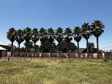 zolotoy us bitkisi: Satılır: Yetkin Washingtonia robusta (Fan palmaları) – 11 ədəd — 3