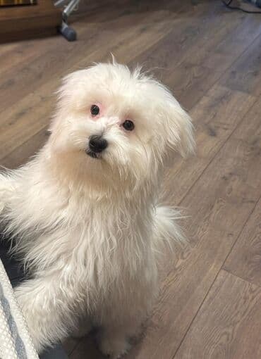 где можно купить собаку мальтипу: Мальтийская болонка, 7 месяцев, Самец, С прививками, Бесплатная доставка — 1