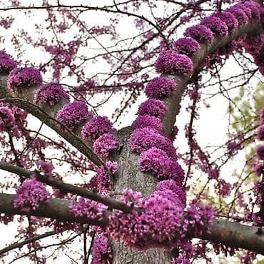 xan çinar: Церцис Ağacı satılır boyu hardasa 1,5 Metrdir ünvan Bakıxanov (Razin) — 2