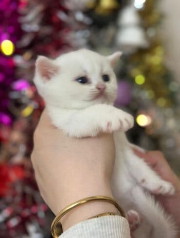 Britan, Erkək, Dişi