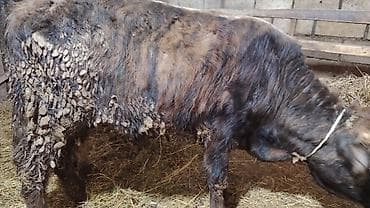 serebrist cuce satisi: 2 dənə sağlam 7, 10 aylıq erkəy danalar satışda.Yeməy,içməy — 1