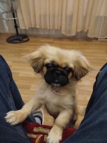 немецкие овчарки купить: Пекинес — 1