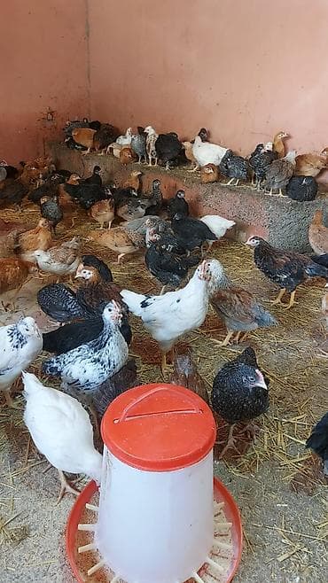 cuce adi: Toyuq cücələri, Damazlıq — 2