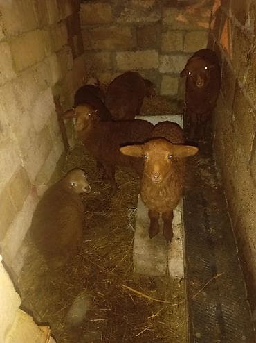 lal ordek balasi satilir: 12 dənə qoyundu qoyunların 6 sı subaydı 6 dənəsidə balalıdı isdəyən — 1