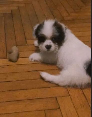 sirvan teze itler satisi: Sevimli kiçik it balası -şicu balonka 2 ayliqdir meterika var elim — 1