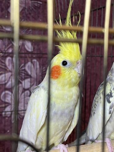 quş qəfəsi qiymətləri: Salamlar quşlar şatılir hamısı idyal vəziyyətdədirlər .vitaminləri35 — 8