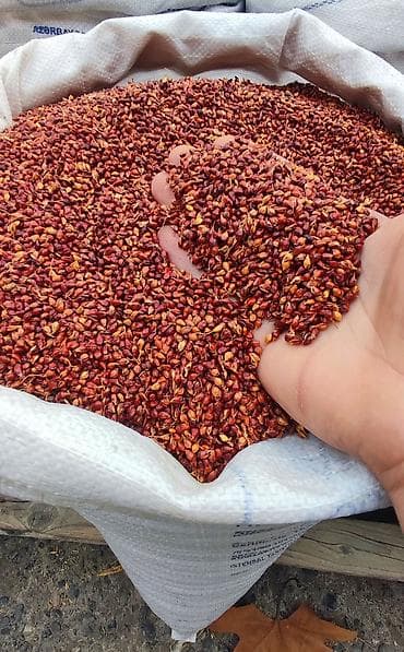 Süpürgə toxumu yüksək keyfiyyətli, əla məhsuldarlıq, təmizlənmiş