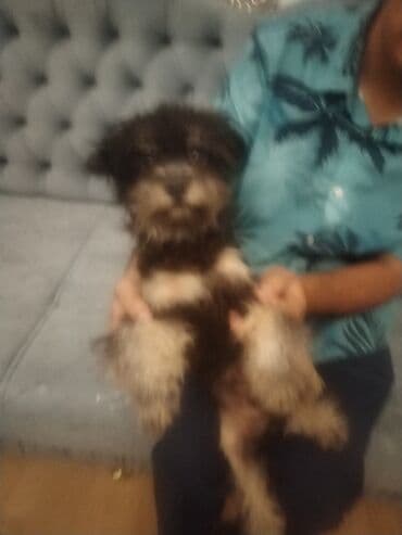 собака отдам в хорошие руки: 6 месяцев, Самец, С прививками, Платная доставка — 5