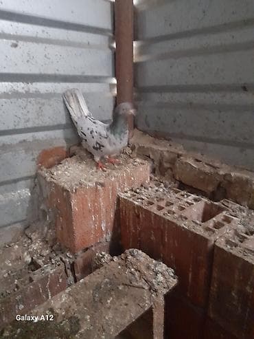 quş adları: Cut 50manat cuduler Xüsusiyyətlər: - Rəng: Ağ fonda qara/boz xallı və — 4