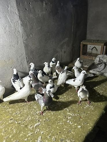 drakon goyərcin: Kom 12 manatdan tek tek ferqldi — 4