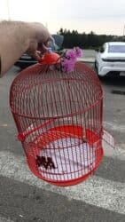 Ağızlıqlar: Qəfəslər təzədi 15-20 Azn — 2