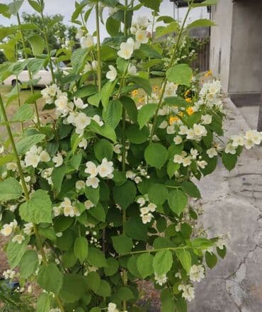 gul toxumlari: Həyət gülleri. 90növ çesid var! — 30