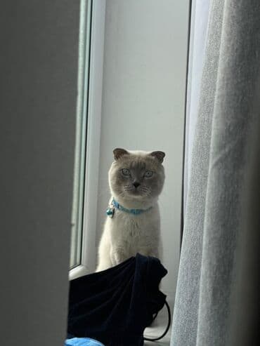 Asia: Britan, Erkək — 2