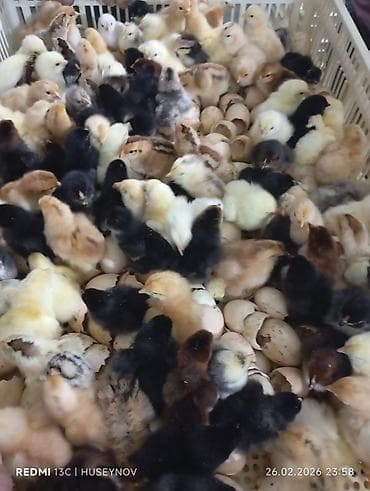 hind quşu yumurtası: 15 günlük süper lider cucesi vaxsinadiyalari verilib Saba lasota — 8