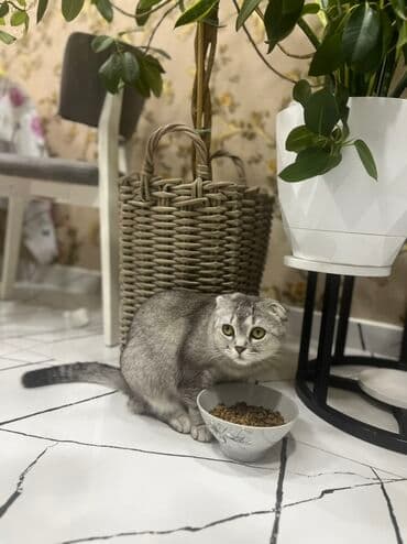 Akvariumlar: Şotland yastı qulaq, Dişi — 6