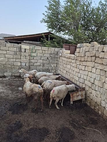 gence itler: 12 baş Qoyun içində şişəydə var– ana və gənc başlar - Növ: yerli — 8