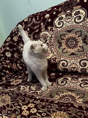 ev heyvanlari satisi: Təcili satılır! 🐱 Növü: Scottish Fold (qulaqları qatlanan) Çox gözəl — 6