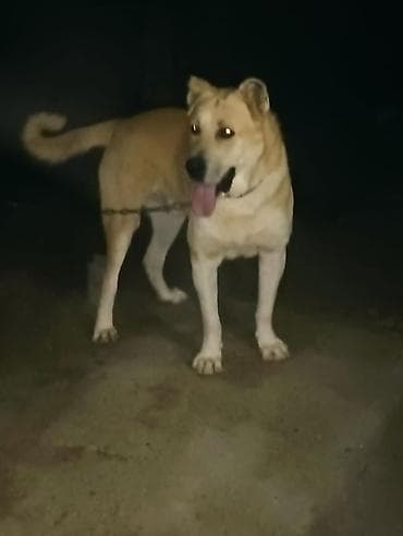 qafqaz itləri: İt – iri cüssəli, güclü quruluşlu, açıq qızılı rəngdə, sinəsi və — 1