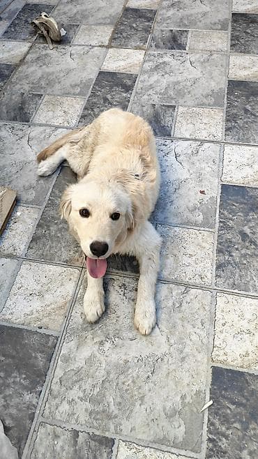 it xaski: Retriever, 5 ay, Erkek, Peyvəndli, Ünvandan götürmə — 2