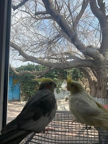 quş yemi: Disi Və Erkəy Korlla Hazir cut Yumurtluyur. tam Saglamdilar Erkey — 2