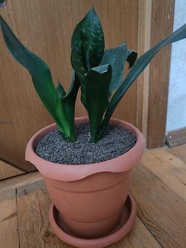 quru: Sansevieria gülü - Növ: Sansevieria trifasciata (Qaynanadili) - — 2