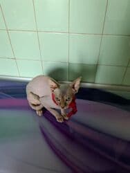 pişik cütləşdirmək: Sfinks, Dişi, Ünvandan götürmə — 2