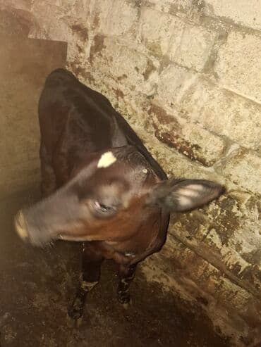 qaradolaq qoyun satilir: Dana, buzov, Dişi, ay: 1, 80 kq, Damazlıq, Ödənişli çatdırılma — 3