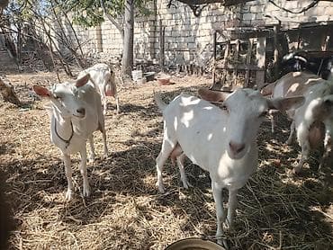 Dişi, Zanen, il: 2, Südlük, Ünvandan götürmə — 4