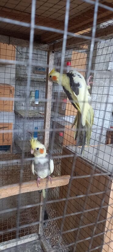 kirpi balasi: Bir ata 3 balasi satilir cepdiler 4 u 110 azn ciddi aliciya endirim — 2