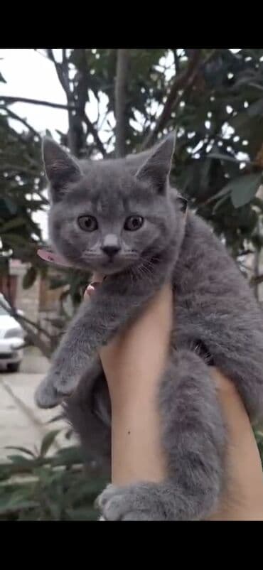 pişiy şəkilləri: 50 ile 250 arasi cins saf qan pisiklerimiz var( Silver sinsila temiz — 10