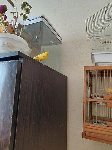 qus satisi: Bülbül may 1yaş var — 5