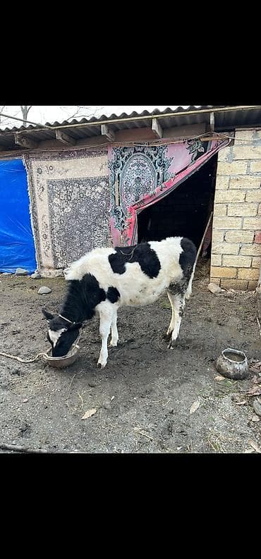 ucuz dana: Satılır: Cins dana.şarole,simental,holştyen Xüsusiyyətlər: - Yaş — 3