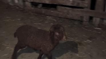 Gəmiricilər: Qara rəngli quzu - Növ: qoyun quzusu - Rəng: tünd/qəhvəyi-qara, bədən — 2