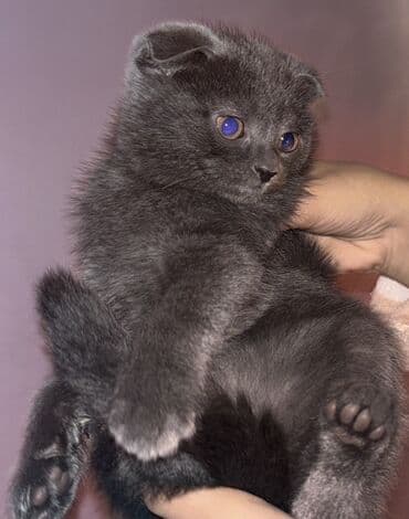 шотландский вислоухий котенок баку: Шотладская вислоухая — 1