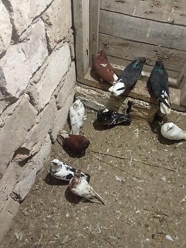 Аквариумные аксессуары и принадлежности: Sağlam heyvanlardi tutulmalardi isteyen maraqlana bilər münasib — 2