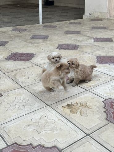 balaca it ucuz: Pekines, 2 ay, Peyvəndli — 12