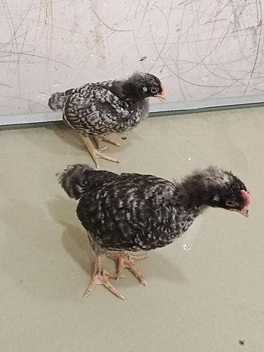 setteri it cinsi: 35 gunluynde satlax yen ayin 15 ineler vursan sora satwa cixacxa tam — 5