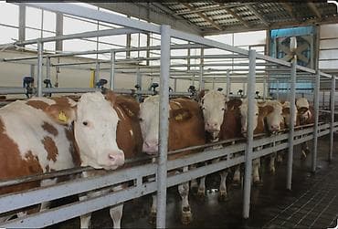 buzov satışı: 300- 350 kq olan 150-200 ədəd cins erkək dana alıram — 1