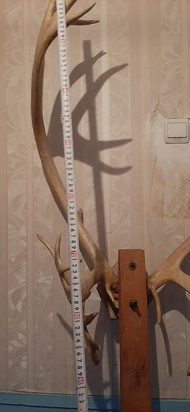 Buynuzlar: Böyük maral buynuzları – dekor və kolleksiya üçün - Təbii maral — 6
