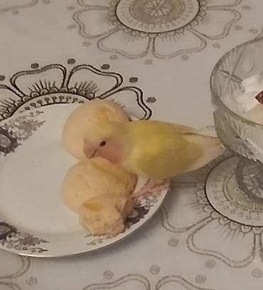 Akvariumlar: Məhsul: Sevgi tutuquşuları (Agapornis) – 2 ədəd yaşıl ruçnoydu — 3