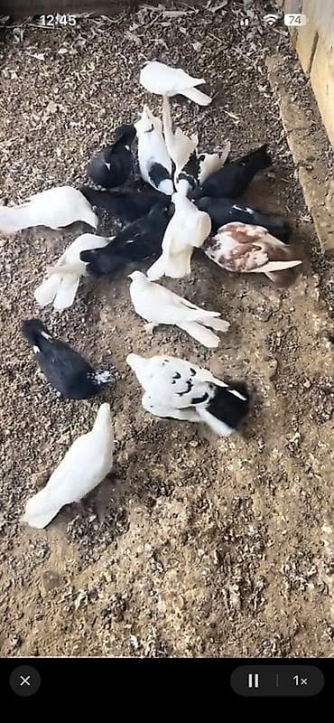 menks cinsli pişik: Tutulmalar — 3