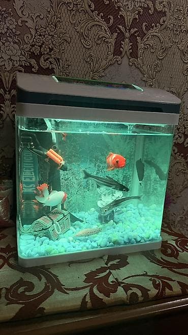 Akvaryum dəsti – kompak tək parça şüşə akvarium və aksesuarlarla